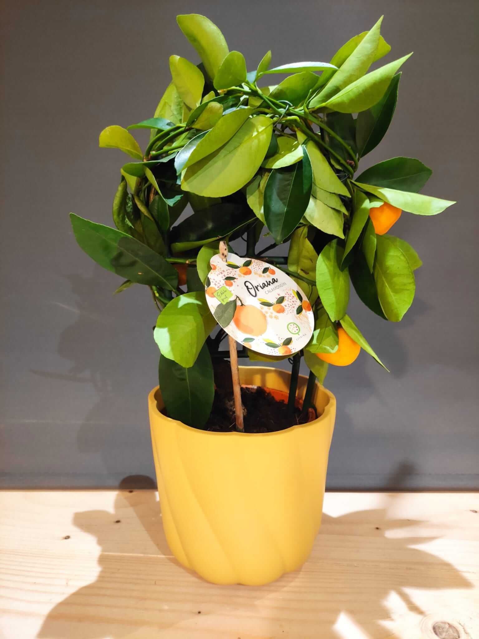 Flower plant creativity