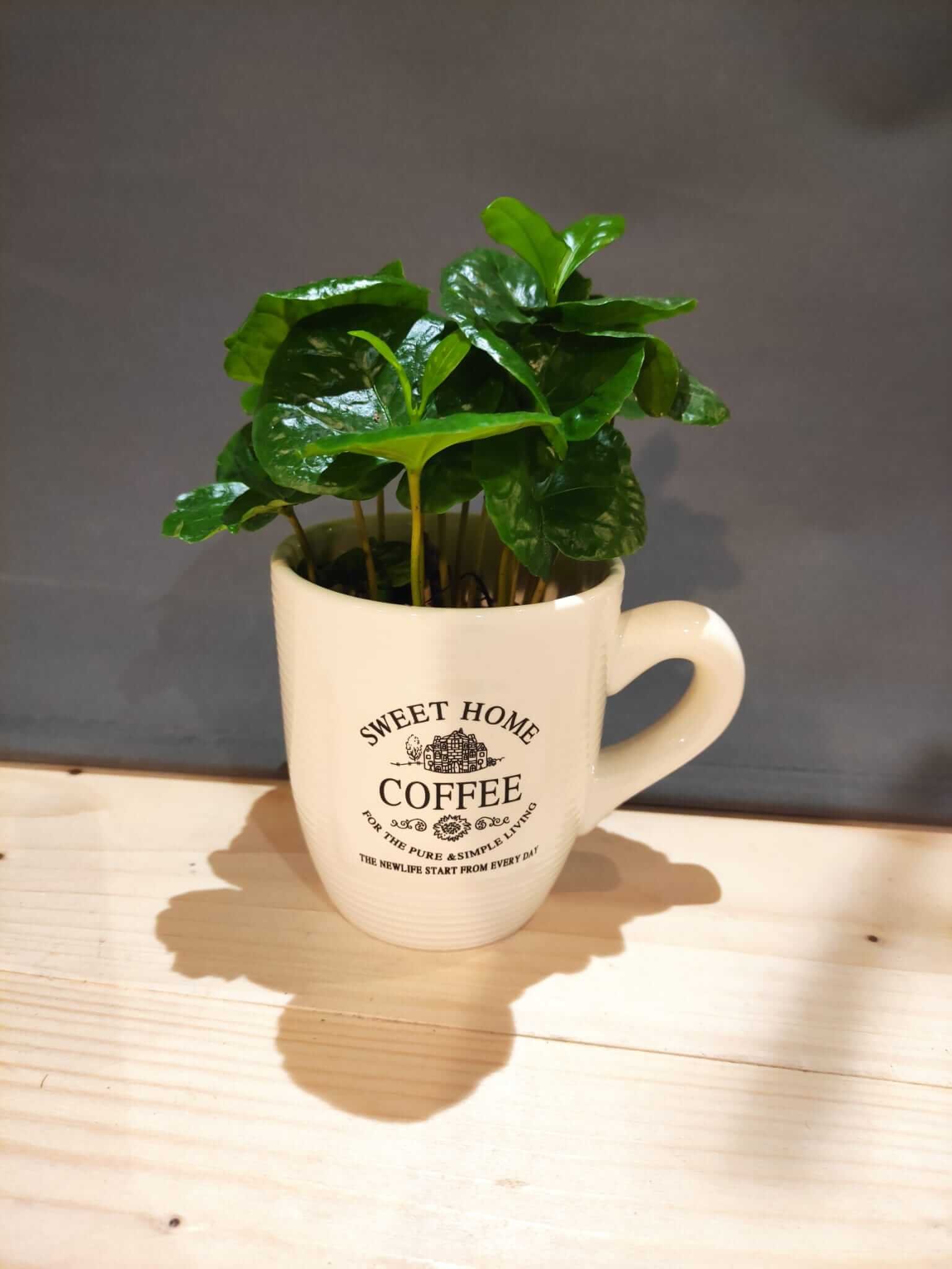 Flower plant creation in a cup